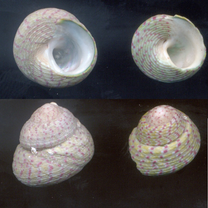 4. Gibbula divaricata/rarilineata?